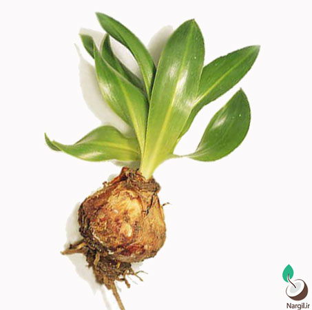 پیاز عنصل (۵۰۰گرم)